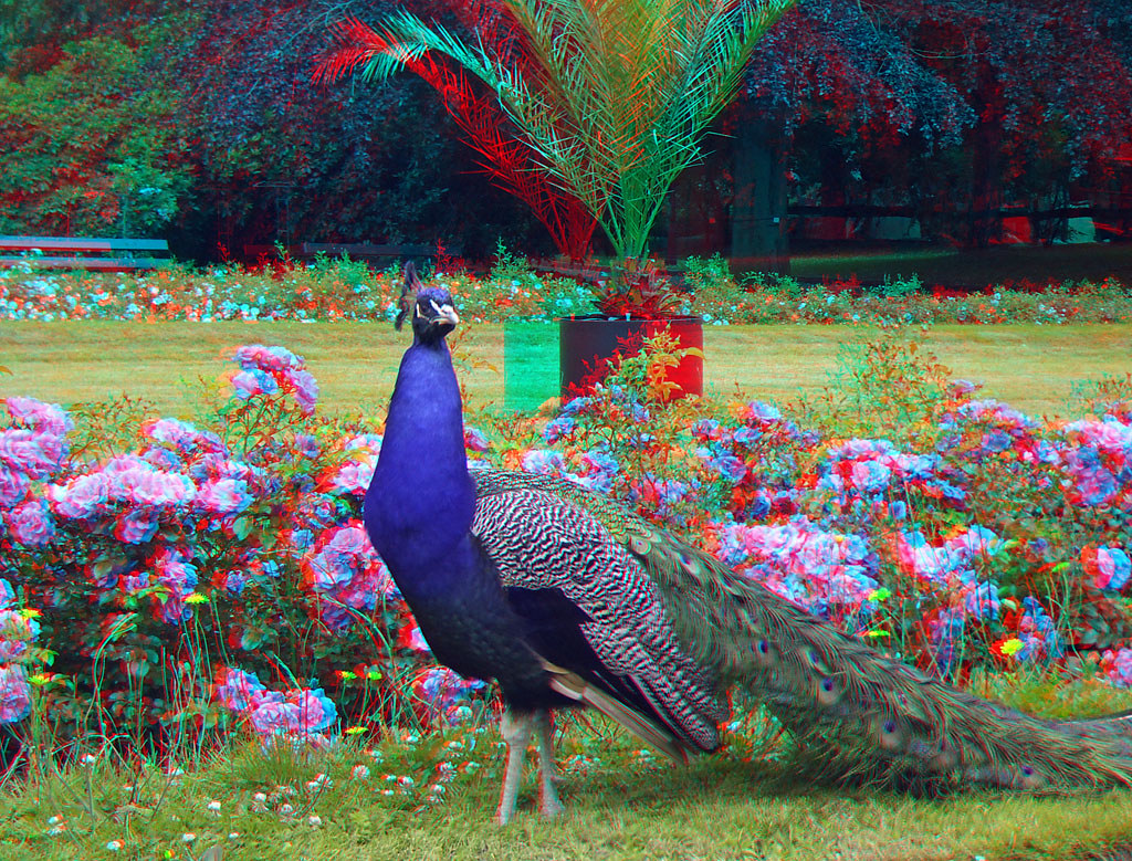 anaglyph 3d online free